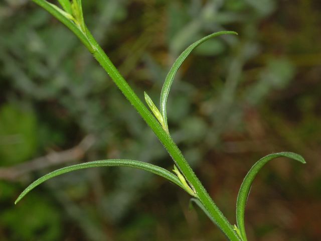 Polygala sp.